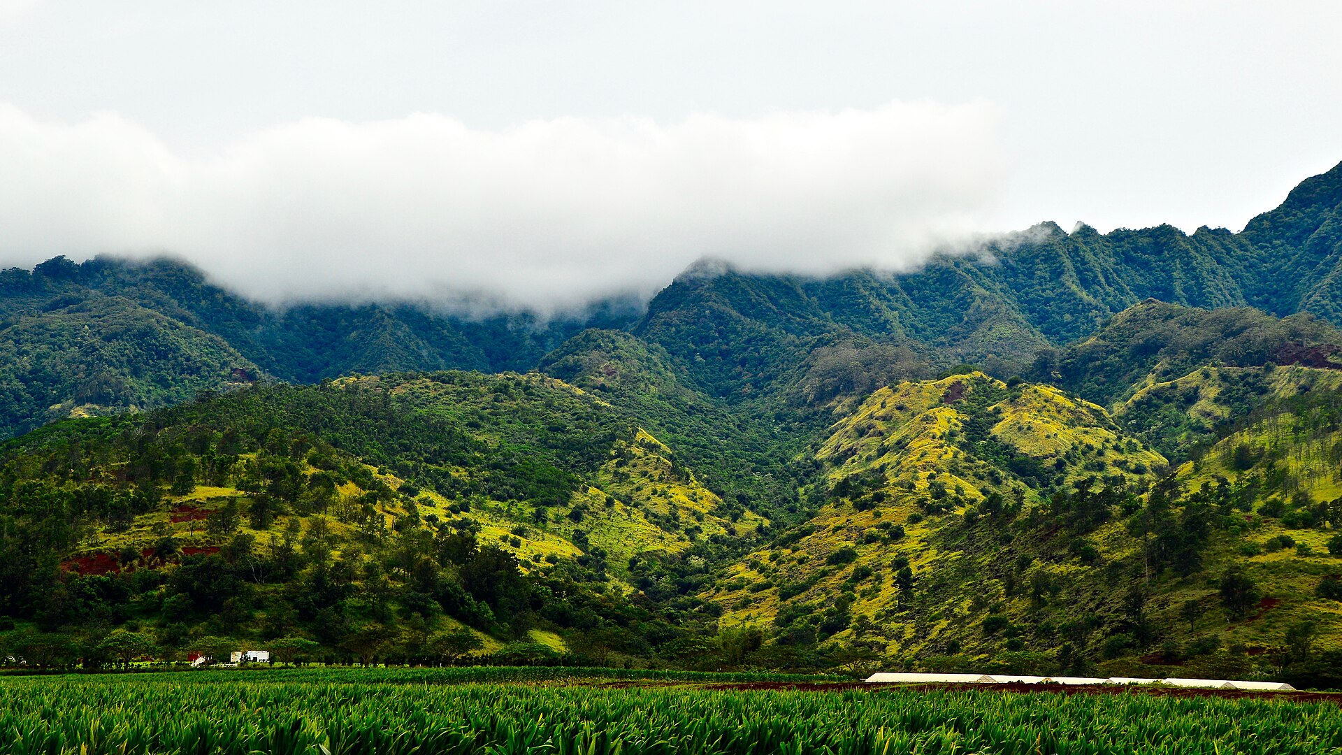 Lush green Oahu landscape